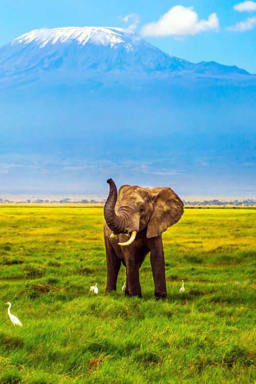 Kilimanjaro
