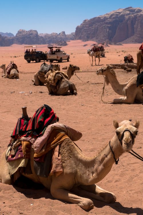 Camel in Wadi Rum